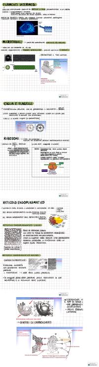 Preview documento per pagina 7