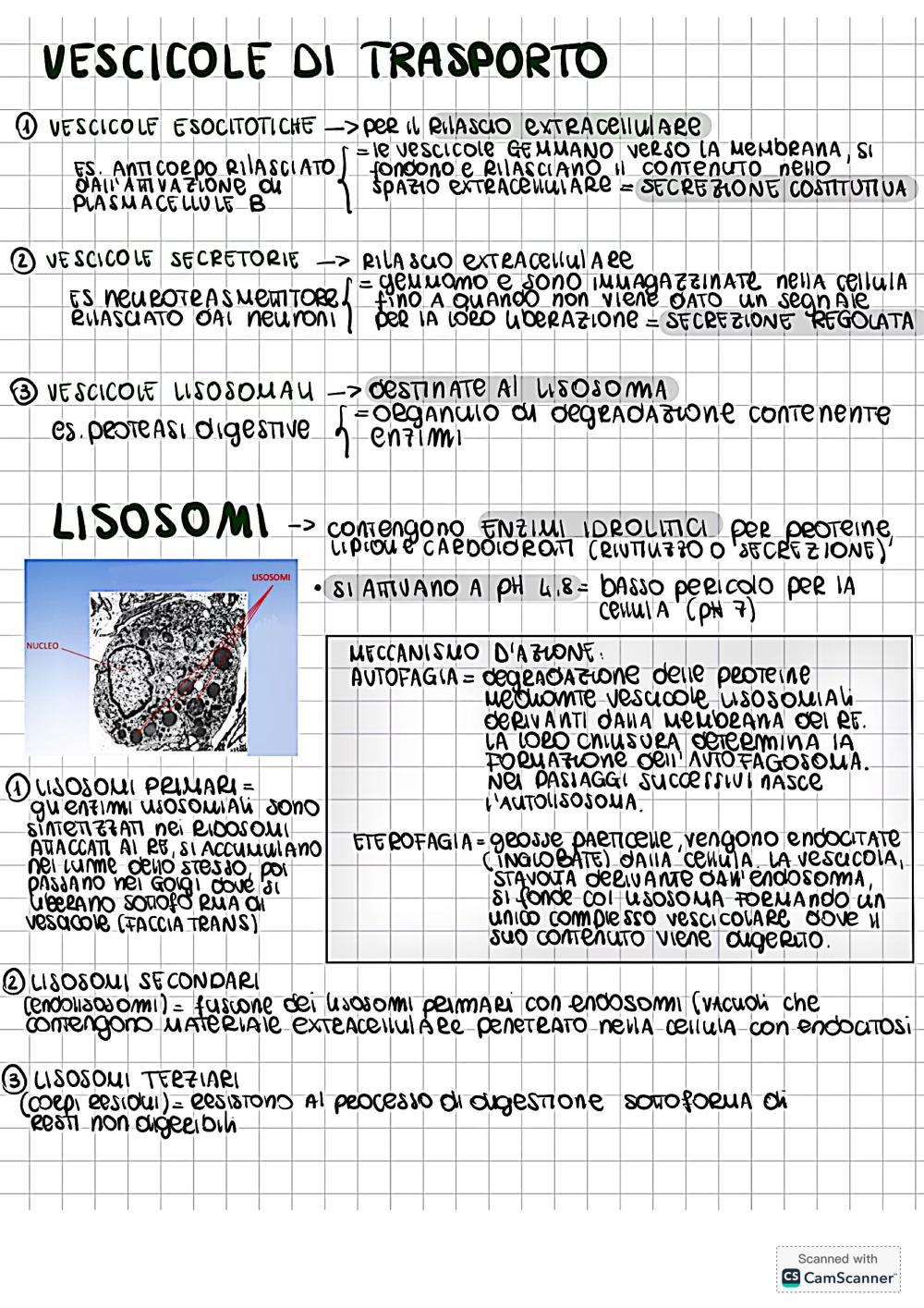 Preview documento per pagina 11