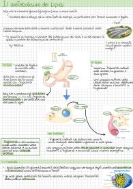 appunti metabolismo lipidi