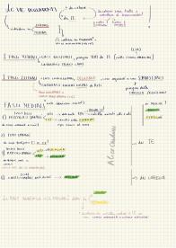 Neuro anatomia