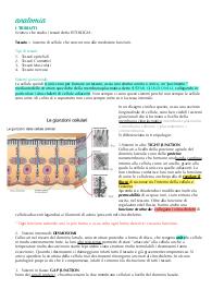Sbobina esame anatomia CTF