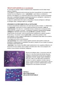 Istologia: tessuto cartilagineo