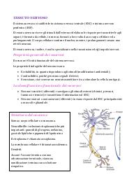 Appunti di anatomia sul tessuto nervoso