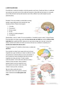 anatomia del sistema nervoso