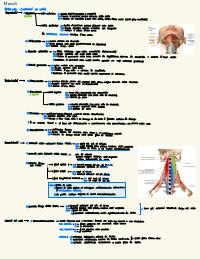 Apparato Locomotore pt.3