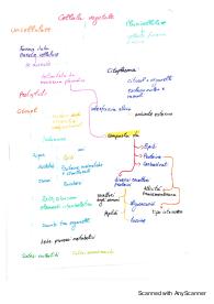 Schemi Botanica generale