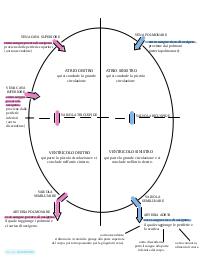 Schema cuore