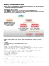 Parte 2: appunti sul sistema nervoso