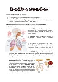 Sistema respiratorio