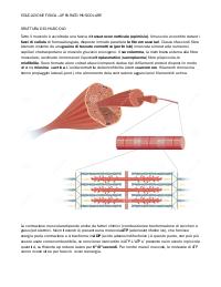 apparato muscolare - educazione fisica