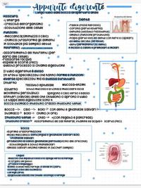 appunti di scienze Sull'apparato digerente prof lazzari