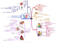 Anatomia cuore