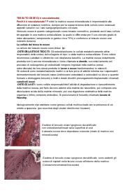 Istologia: tessuto osseo