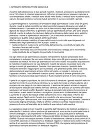 apparato riproduttore maschile