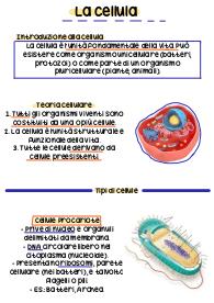 cellula