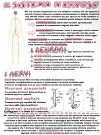 Mappa sistema nervoso anatomia