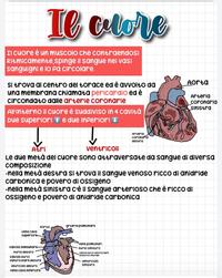 Riassunto del cuore