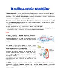 Sistema circolatorio pdf
