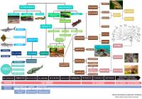 MAPPA EVOLUZIONISTICA VERTEBRATI