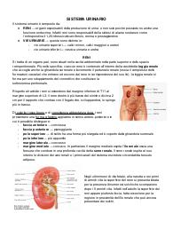 anatomia del sistema urinario
