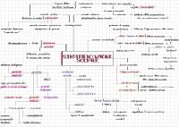 Schema sulla stratificazione sociale, sociologia
