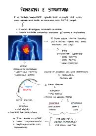 funzioni e struttura del cuore