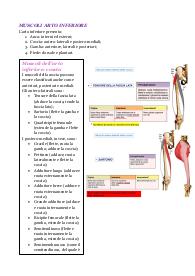 Appunti sui muscoli dell’arto inferiore