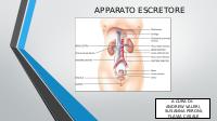 Apparato escretore