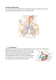 anatomia dell'apparato respiratorio