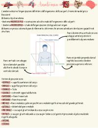 Anatomia umana fisioterapia