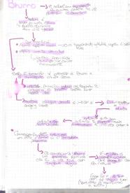 Appunti di filosofia, da bruno a hume