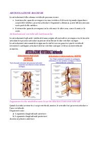 Articolazione rachide