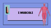 I muscoli