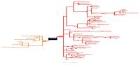 Anatomia arto inferiore