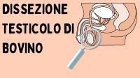 Dissezione Testicolo di Bovino