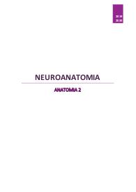 Neuroanatomia