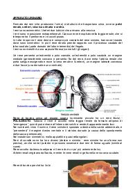 Apparato urinario - Anatomia animale, Chiocchetti