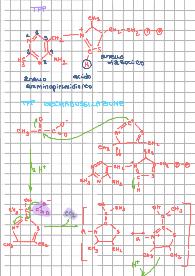 Biochimica Umana: formulario con strutture da sapere