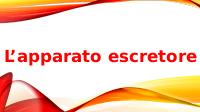 L'apparato escretore