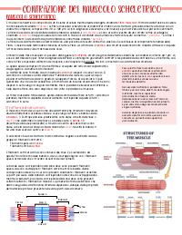 Integrazione libro-appunti di fisiologia muscolare