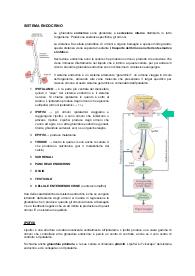 Sistema Endocrino - Anatomia animale, Chiocchetti, Unibo, 2024