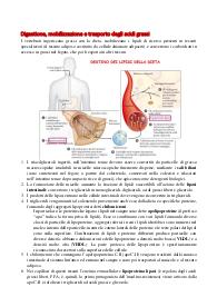 Trasporto dei lipidi e lipoproteine