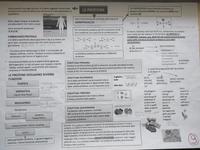 Riassunto schematico scienze dell'alimentazione: LE PROTEINE