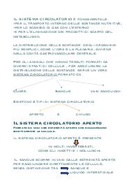 sistema circolatorio