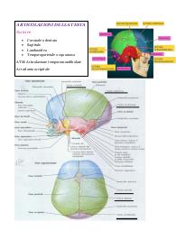 Appunti di anatomia ATM