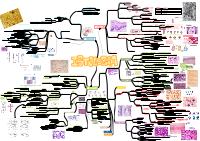 Mappa di Istologia