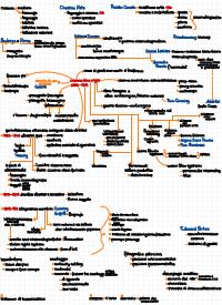 mappe concettuali storia del cinema