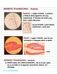 ISTOLOGIA - anatomia comparata