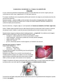 ANATOMIA DI FEGATO, CISTIFELLEA, VIE BILIARI EXTRAEPATICHE E PANCREAS
