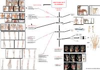 Schema riassuntivo Arti Superiori